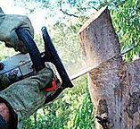 Best Tree and Shrub Care  in Great Bend, NY