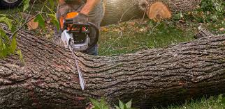 Best Tree Mulching  in Great Bend, NY