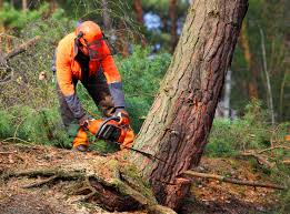 Best Leaf Removal  in Great Bend, NY