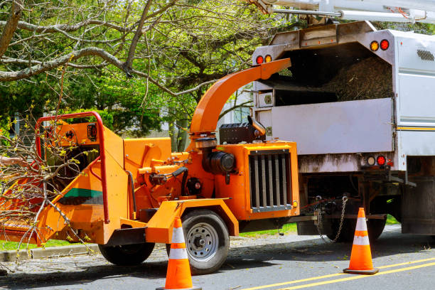 Best Tree Removal  in Great Bend, NY