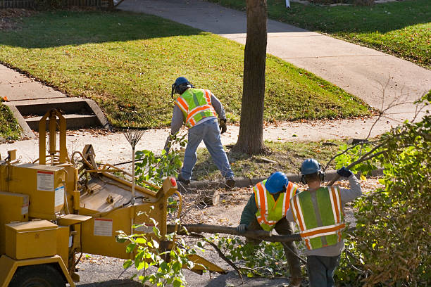 Best Root Management and Removal  in Great Bend, NY