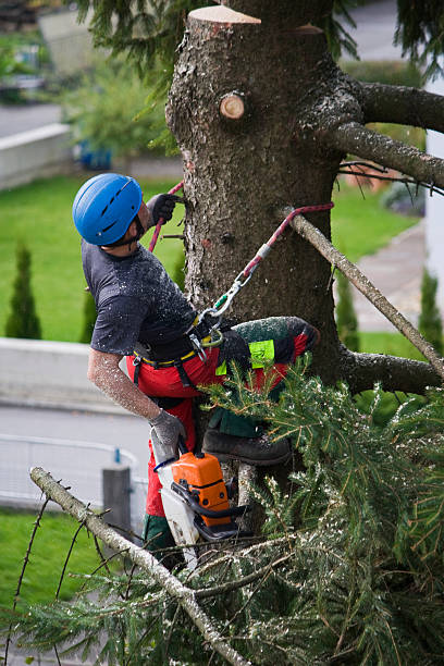 Best Tree Cabling and Bracing  in Great Bend, NY