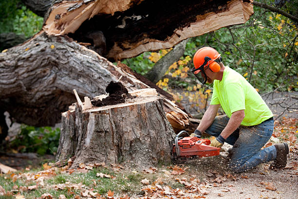 Best Firewood Processing and Delivery  in Great Bend, NY