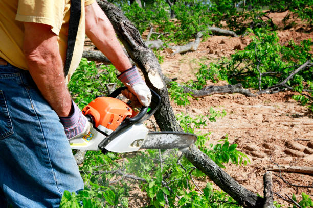 Best Tree Preservation Services  in Great Bend, NY